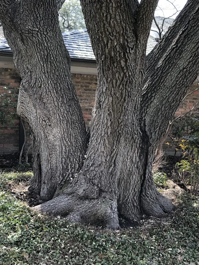 Mature heritage tree close to a Crystal Hill property cared for by certified arborists